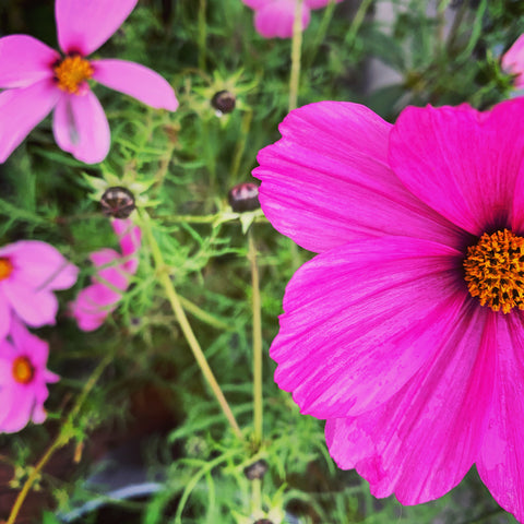 Pinke Cosmea-Blüten im Beet