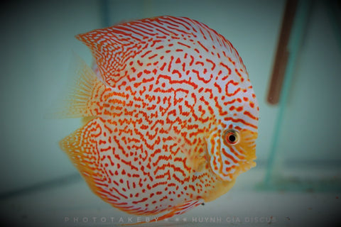 Awards Winning Discus fish for sale.
