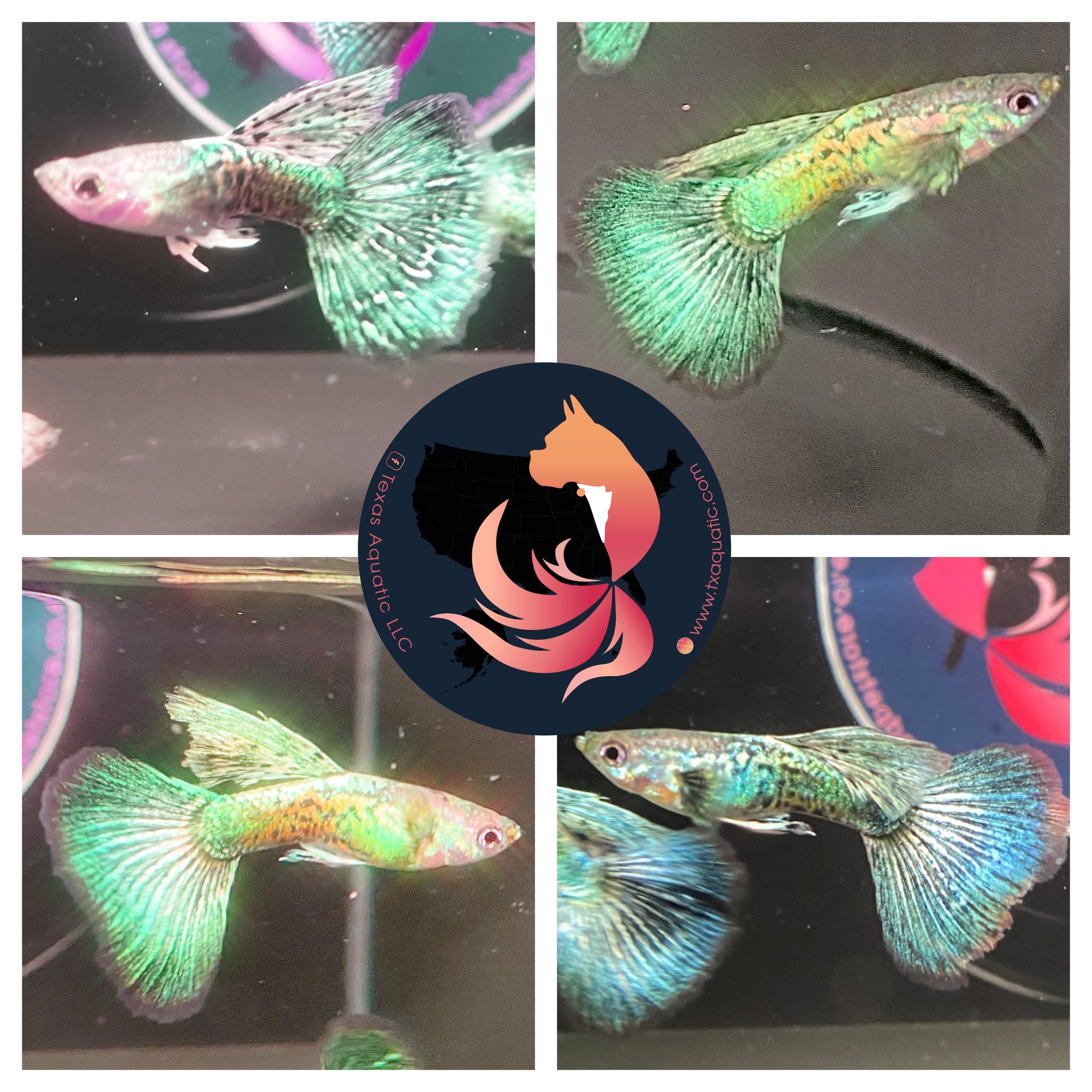 green dragon guppy