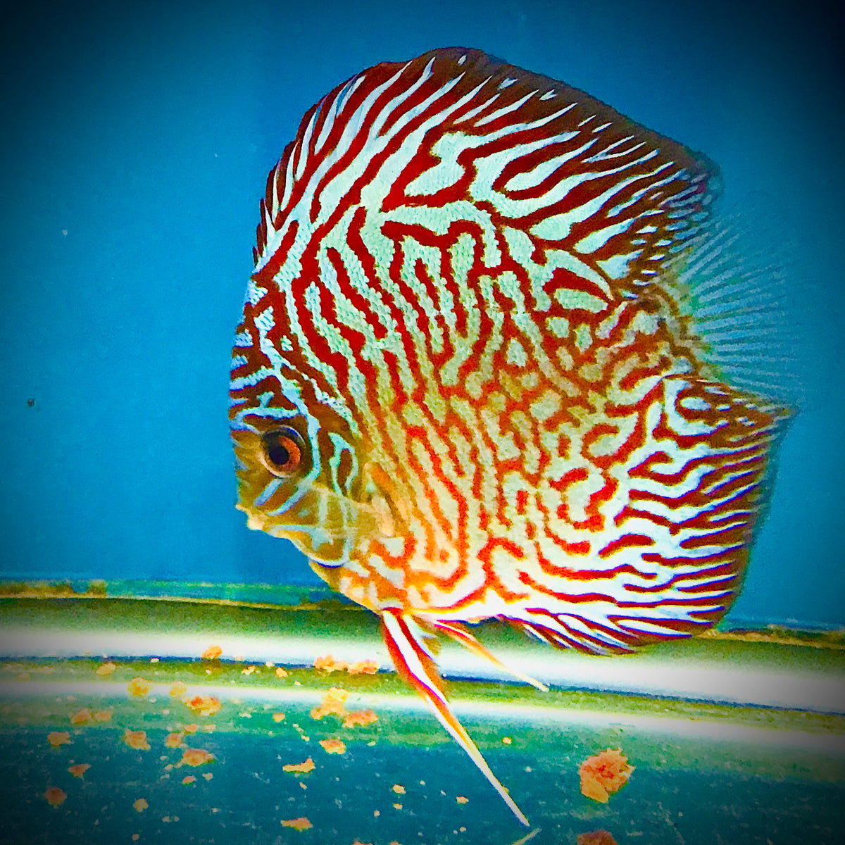 ZEBRA TIGER DISCUS – Texas Aqua LLC