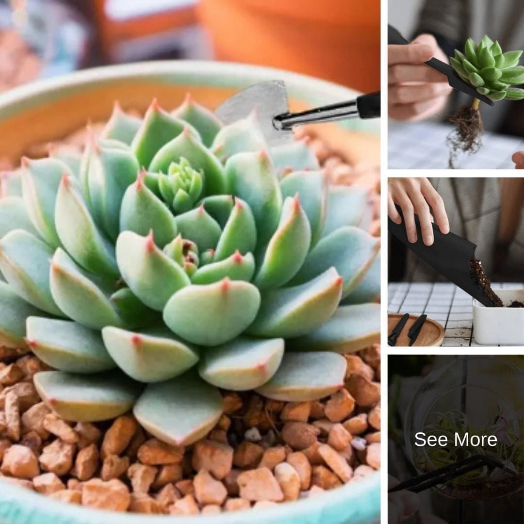 Gift Guide 1 - 8 Must-Have Essentials that Gardeners Will Love! - Succulent Planter Kit-min.jpg__PID:dcd5e936-33fb-4ad8-bfd1-1e9dff31c448