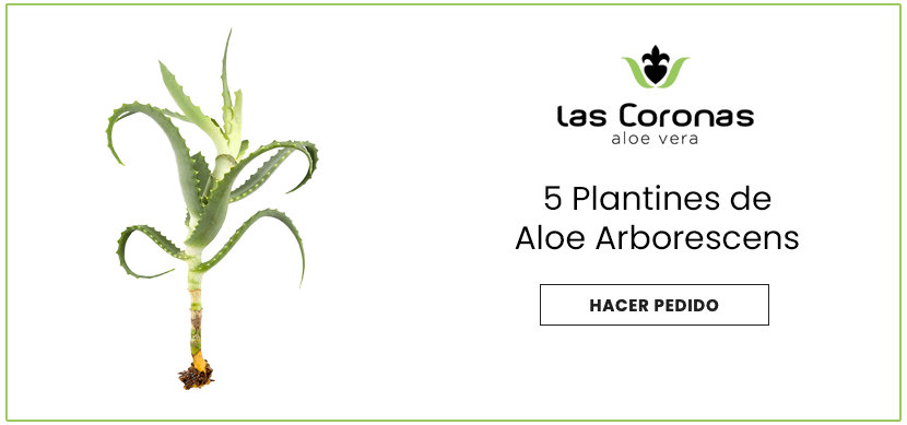 Comprar online plantines de Aloe Arborescens Las Coronas