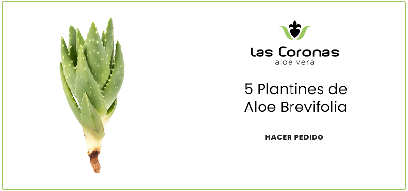 Comprar plantines de Aloe Brevifolia 