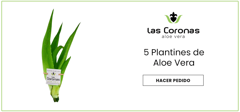 Plantines de aloe Las Coronas