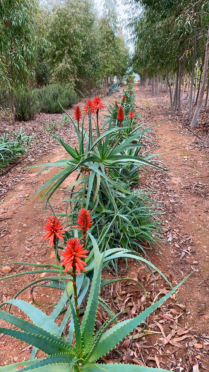 Plantas de aloe arborescens Las Coronas