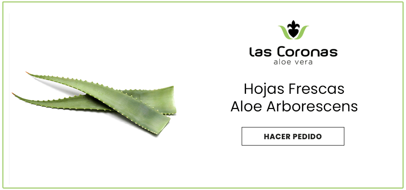 Comprar online hojas de Aloe Arborescens Las Coronas