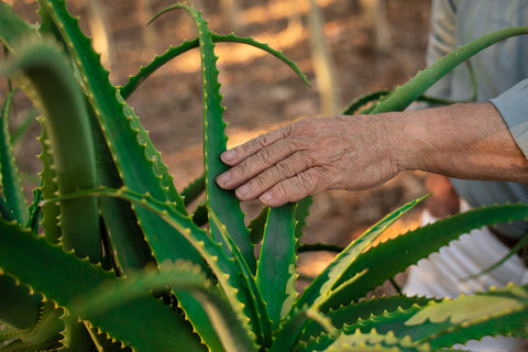 Aloe Arborescens y la receta del Padre Romano Zago – Aloe Vera Las Coronas