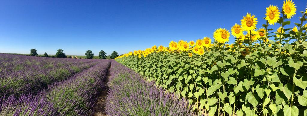 Campo de lavandas y girasoles finca Las Coronas