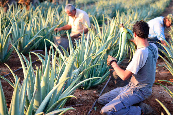 Plantación de Aloe Vera en Carmona