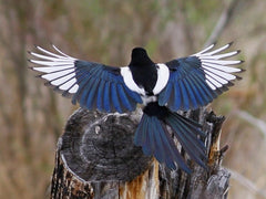 magpie with wings spread