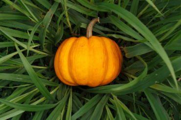 PUMPKIN PEEL MASK 