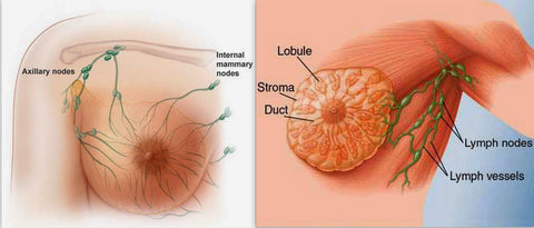 image of mammary nodes-image of male lymph node-www.rdalchemy.com