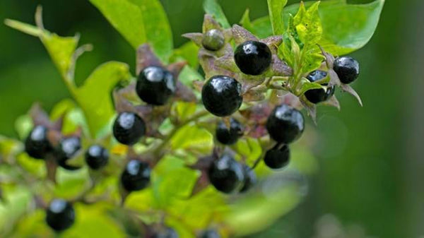 What is Belladonna? A history of Deadly Nightshade – RD Alchemy
