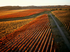 Autumn vineyards 37.5cl