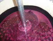 Fermenting wine