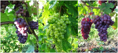 Alsace grapes