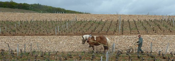 Ploughing the vinyards of La Romanee