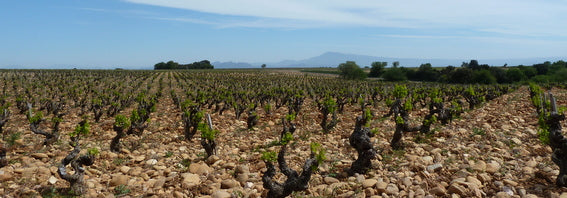 Châteauneuf du Pape vineyard