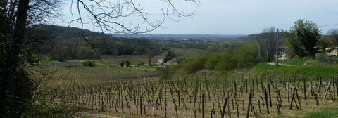 Vineyards near Belves de Castillon, Bordeaux