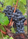 Merlot grapes