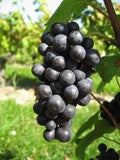 Pinot Noir grapes