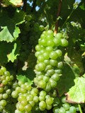 Sauvignon Blanc grapes