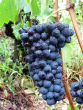 Syrah / Shiraz grapes