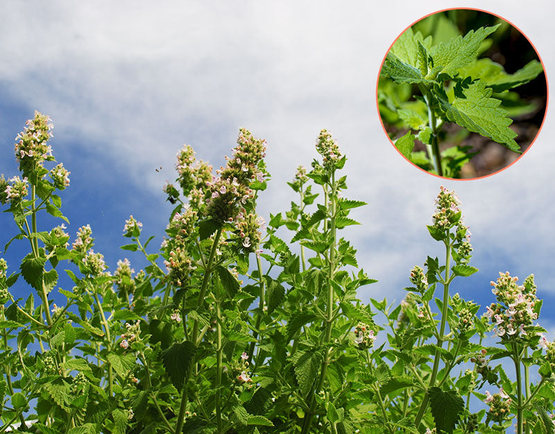 Natural-Catnip.jpg__PID:083b2ac4-f7b6-42c8-aa48-28b2c057eb80