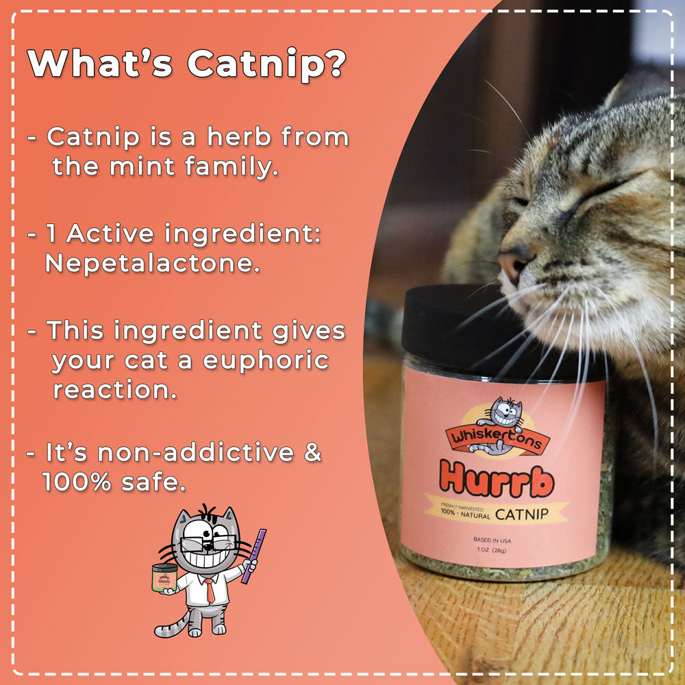 what-is-catnip.jpg__PID:55e7ec92-3e73-47dd-ad9a-a62af67a4c7a