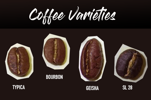 Coffee Varieties