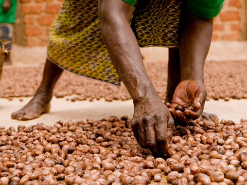 African Woman sorting Shea nuts