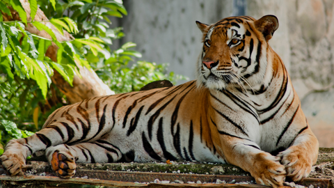 sumatrian tiger