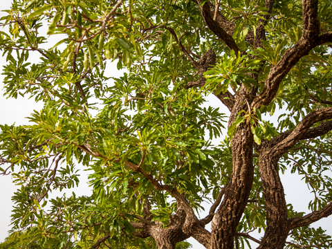 African Shea Tree