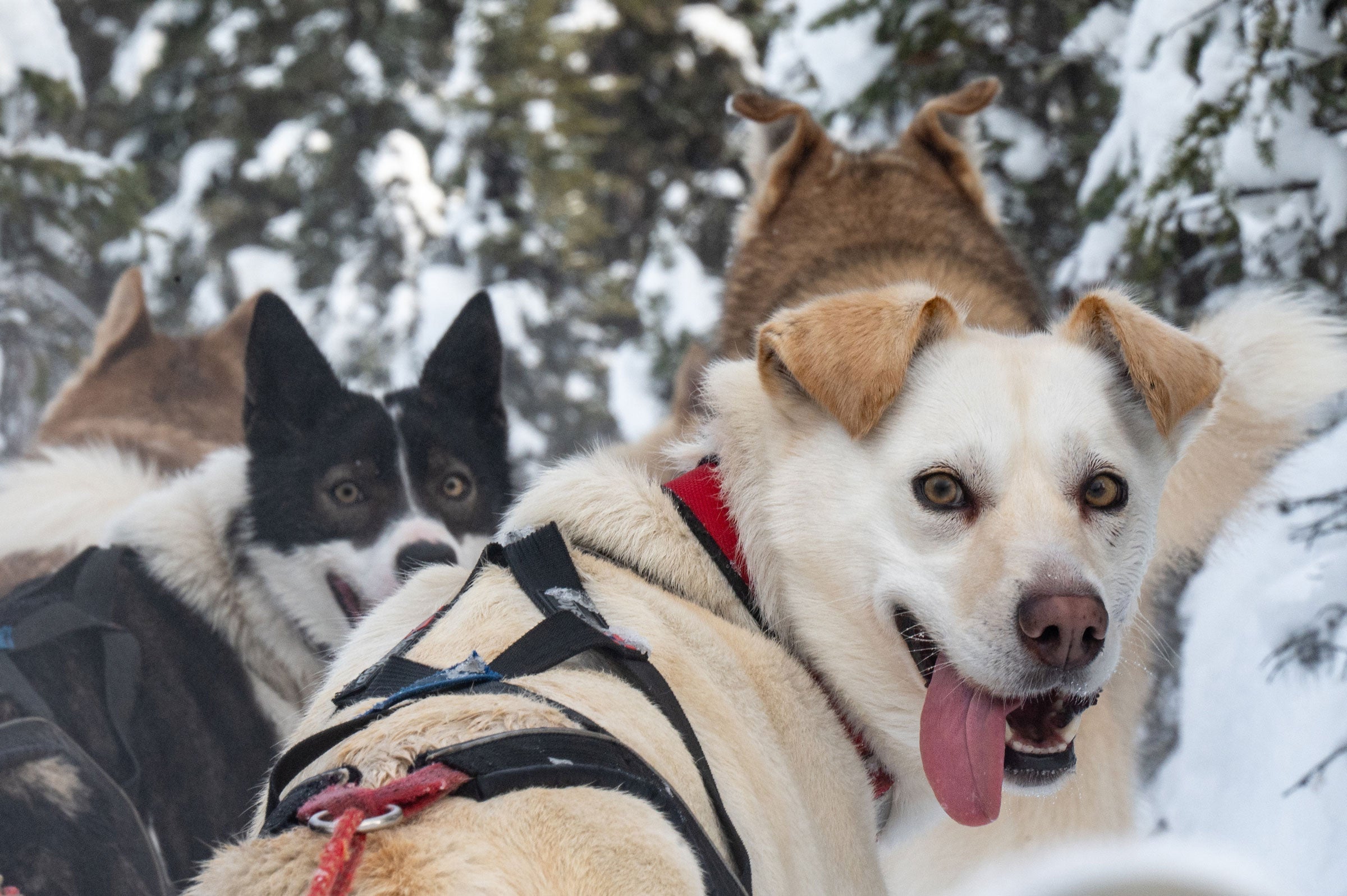 dog with tongue out during dog sledding