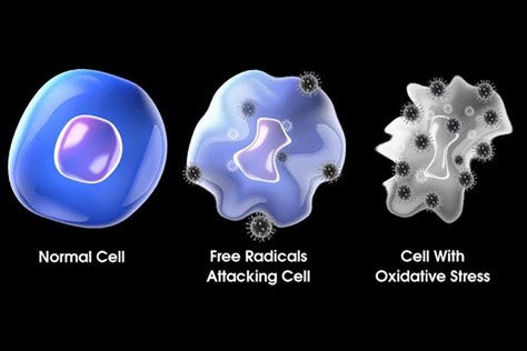Normal Cell and Cell with Oxidative Stress