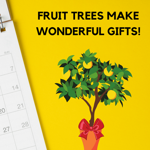 Fruit Trees Make Wonderful Gift Ideas