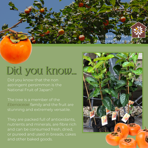 Persimmon Info Image