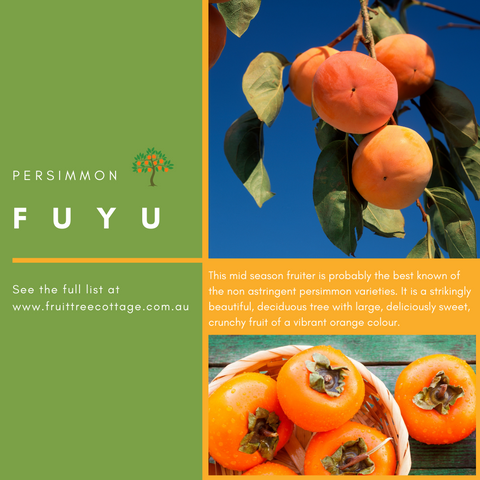 Persimmon Info Image - Fuyu