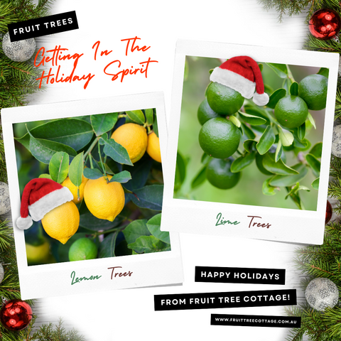 Fruit Trees in the Holiday Spirit