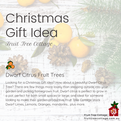 Christmas Gift Idea - Dwarf Citrus Fruit Trees