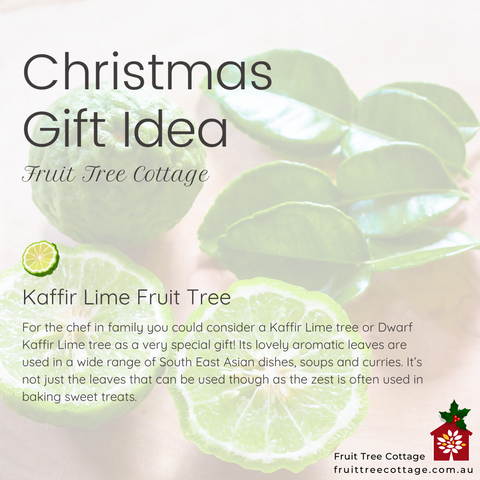 Christmas Gift Idea - Kaffir Lime Fruit Tree