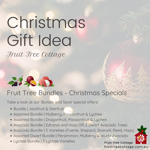 Christmas Gift Idea - Fruit Tree Bundles - Christmas Specials