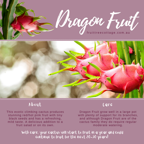 Dragonfruit Information Image