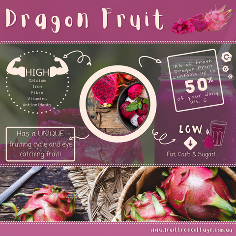 Dragonfruit Information Image
