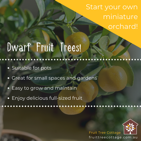 Dwarf Fruit Trees - Information Image