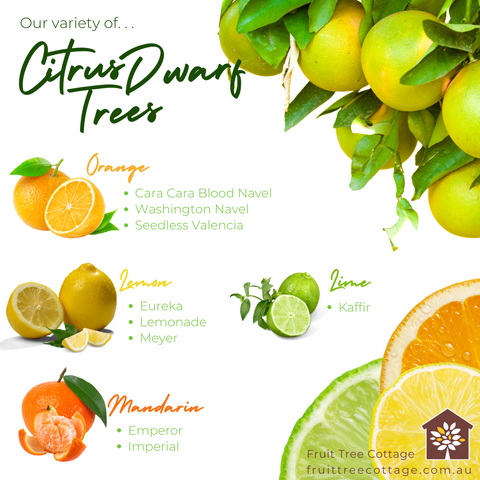 Dwarf Fruit Trees - Information Image
