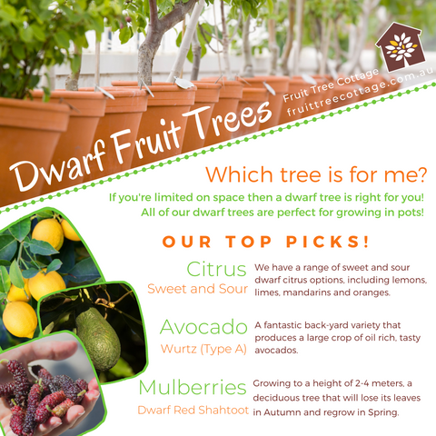 <p><img src="https://cdn.shopify.com/s/files/1/0542/2756/6783/files/Dwarf_Fruit_Trees_3_480x480.png?v=1634687136" alt="Dwarf Fruit Trees - Information Image" /></p>