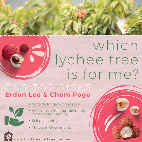 Lychee Information Image