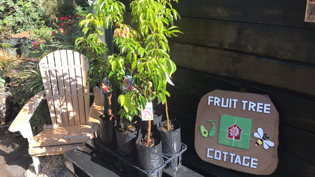 Fruit Tree Cottage - Lychee Trees with Fruit Tree Cottage Mosaic