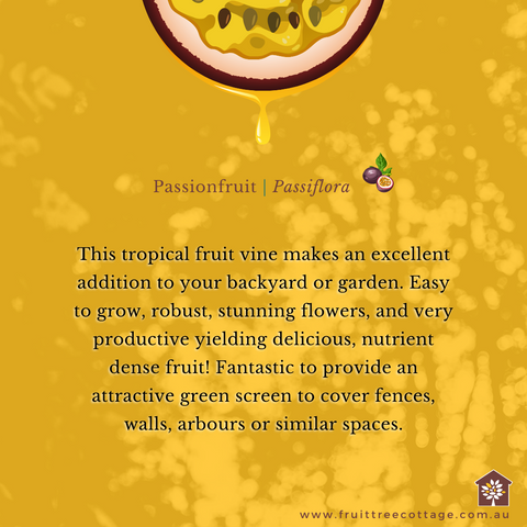 Passionfruit Information Image